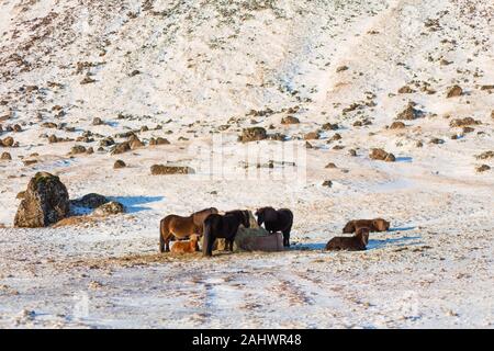 Chevaux Islandais à pied dans la neige près d'une meule. Ferme à l'Islande. Banque D'Images
