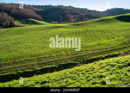 La lumière du soleil tôt le matin sur les champs de blé dans le nord de l'Apennin, Emilia-Romagna, Italie. Banque D'Images