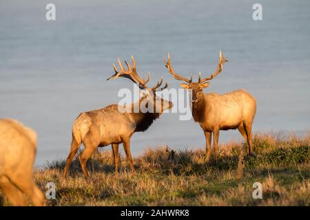 Tule Elk à Point Reyes National Seashore Banque D'Images