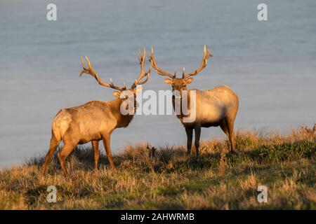 Tule Elk à Point Reyes National Seashore Banque D'Images