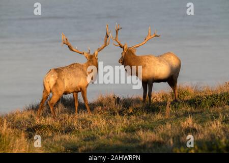 Tule Elk à Point Reyes National Seashore Banque D'Images