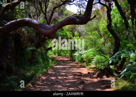 Marche le long d'un chemin d'un vert forêt passant sous un tronc d'un arbre tordu Banque D'Images