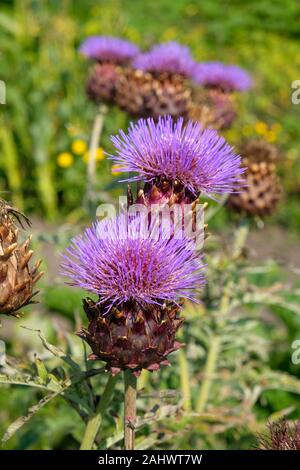 Fleurs de cardons (Cynara cardunculus), également appelé l'artichaut, poussant sur un allotissement, UK Banque D'Images
