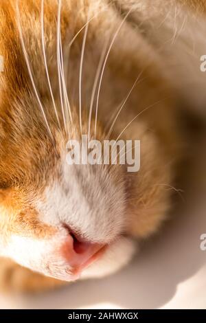 Close up image d'un jeune de couchage / Gingembre orange tabby cat / chaton. Banque D'Images