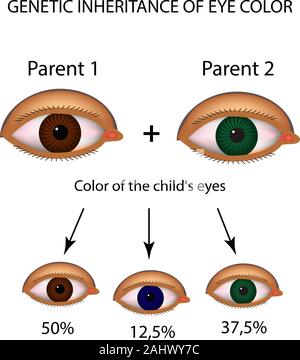 L'héritage génétique de la couleur des yeux. Marron, bleu, vert les yeux. L'infographie. Vector illustration sur fond isolé Illustration de Vecteur