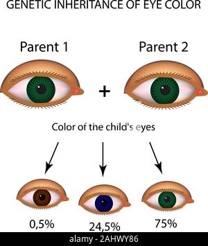 L'héritage génétique de la couleur des yeux. Marron, bleu, vert les yeux. L'infographie. Vector illustration sur fond isolé Illustration de Vecteur