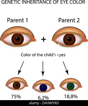 L'héritage génétique de la couleur des yeux. Marron, bleu, vert les yeux. L'infographie. Vector illustration sur fond isolé Illustration de Vecteur