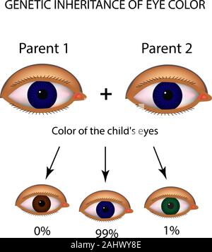 L'héritage génétique de la couleur des yeux. Marron, bleu, vert les yeux. L'infographie. Vector illustration sur fond isolé Illustration de Vecteur