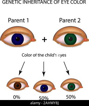 L'héritage génétique de la couleur des yeux. Marron, bleu, vert les yeux. L'infographie. Vector illustration sur fond isolé Illustration de Vecteur