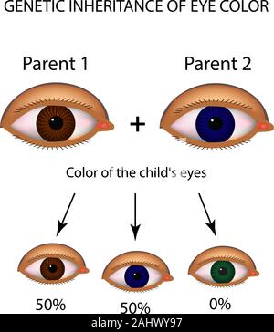 L'héritage génétique de la couleur des yeux. Marron, bleu, vert les yeux. L'infographie. Vector illustration sur fond isolé Illustration de Vecteur