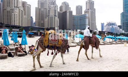 Chameau d'arabie sur plage de Dubaï, Emirats Arabes Unis. Banque D'Images