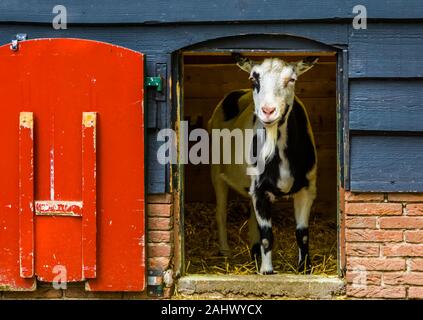 La chèvre noire et blanche debout dans l'ouverture de la porte, les animaux de ferme populaires Banque D'Images