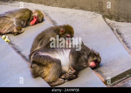 Macaque japonais toilettage chaque couple d'autres, le comportement des primates sociaux typiques, espèce de singe tropical en provenance du Japon Banque D'Images