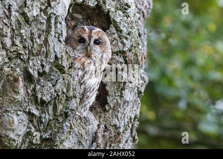 Long eared Owl (Strix Aluco enr), perché sur un arbre en automne, Pays de Galles Banque D'Images