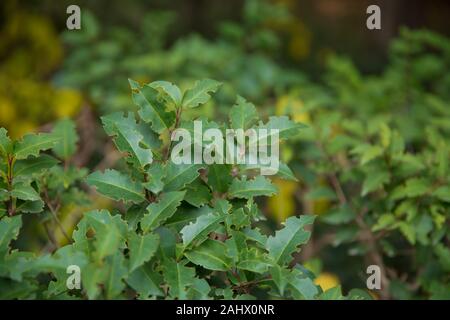 Ligustrum lucidum . Ligustrum lucidum est souvent utilisé comme un arbre ornemental, parfois dans des formes variées. Feuilles de cire arbuste vert ligustrum . Banque D'Images