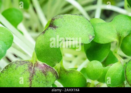 Une végétation luxuriante de moutarde verte cress close up Banque D'Images