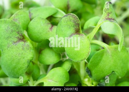 Feuillage vert frais de moutarde cress close up Banque D'Images