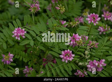 Crown Vetch, Securigera varia, en fleurs. Banque D'Images