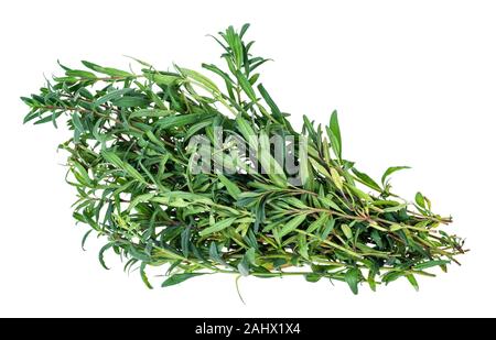Bouquet d'hysope (Hyssopus) herb dentelle sur fond blanc Banque D'Images