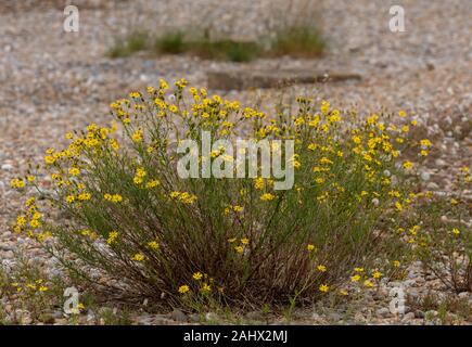 Séneçon à feuilles étroites, Senecio inaequidens, naturalisé sur bardeaux côtières, dans le Suffolk. En provenance d'Afrique du Sud. Banque D'Images