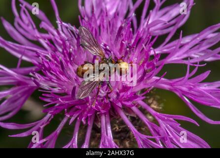Buse rouilleuse Bee-grabber, Sicus ferrugineus, sur la centaurée noire ; parasitoïde sur bourdon les abeilles, dans le jardin de la faune, dans le Norfolk. Banque D'Images