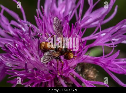 Buse rouilleuse Bee-grabber, Sicus ferrugineus, sur la centaurée noire ; parasitoïde sur bourdon les abeilles, dans le jardin de la faune, dans le Norfolk. Banque D'Images