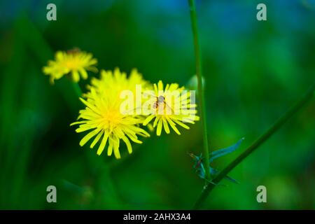 Plan macro sur une abeille sur pissenlit Banque D'Images