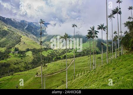Palmiers de cire Ceroxylon quindiuense) (dans le livre vert de la vallée de Cocora, Salento, Colombie Banque D'Images