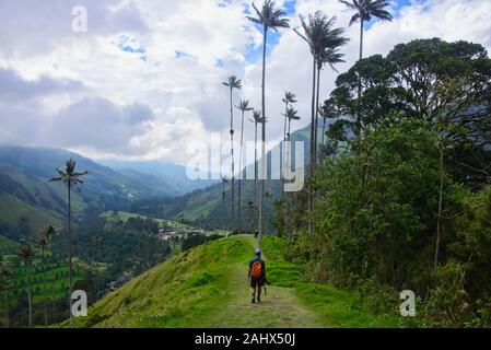 Palmiers de cire Ceroxylon quindiuense) (dans le livre vert de la vallée de Cocora, Salento, Colombie Banque D'Images