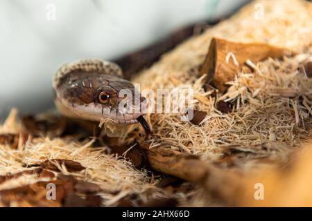 Libre tourné avec focus sélectif des animaux de tête du serpent comme il change de peau. Serpent sournois sur l'excrétion des copeaux de bois et d'écorce dans son enceinte Banque D'Images