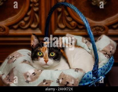 Pumpkin, un chat Calico de quatre ans, se pose dans un panier avec une couverture sur le thème du chat, le 29 décembre 2019, à Coden, Alabama. Banque D'Images