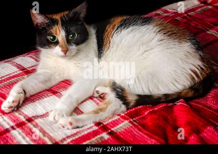 Citrouille, quatre-année-vieux chat calico, repose sur une couverture à carreaux rouge, le 29 décembre 2019, dans la région de Coden, Alabama. Banque D'Images