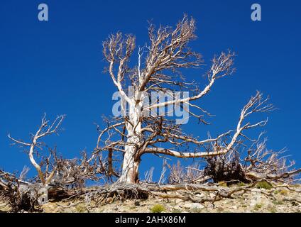 Un arbre stérile se dresse fièrement contre un brillant ciel bleu en haut d'une montagne. Banque D'Images