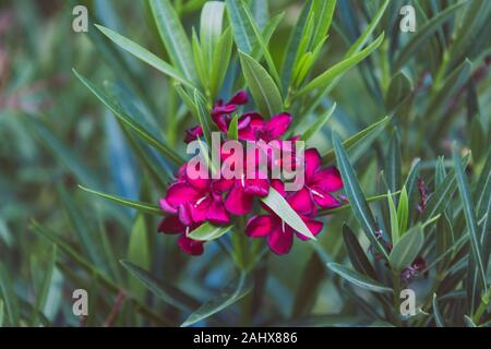 L'usine d'oléandre rose foncé avec de nombreuses fleurs tourné sur une journée ensoleillée à Perth, Australie Banque D'Images