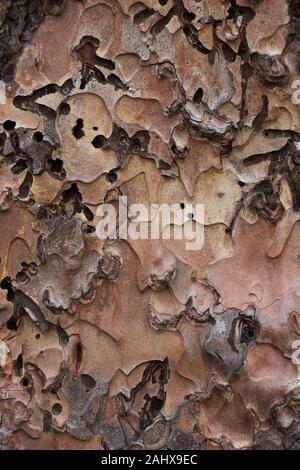 De près de l'écorce d'un Pinus ponderosa - arbre de pin ponderosa. Banque D'Images