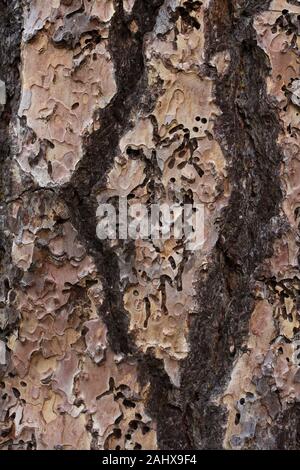 De près de l'écorce d'un Pinus ponderosa - arbre de pin ponderosa. Banque D'Images