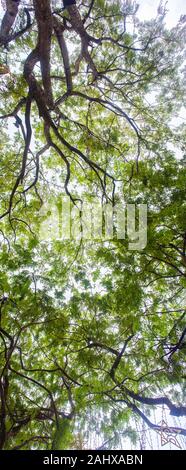 Ciel d'arbres panoramique vertical avec décoration d'éclairage de bas en haut, par temps nuageux. Singapour Banque D'Images