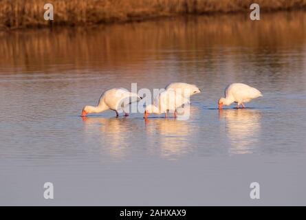 Le groupe d'Américain des ibis (Eudocimus albus) alimentation dans des marais de marée, Galveston, Texas, États-Unis Banque D'Images