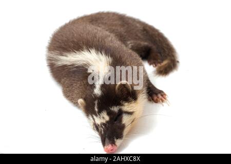 Le Javan ferret-blaireau (Melogale orientalis) est un mustélidé endémique à Java et Bali, Indonésie. isolé sur fond blanc Banque D'Images