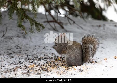 L'écureuil. L'écureuil gris dans la neige à la recherche pour les semences sous le convoyeur Banque D'Images