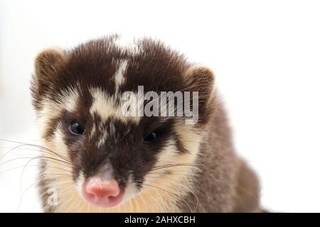 Le Javan ferret-blaireau (Melogale orientalis) est un mustélidé endémique à Java et Bali, Indonésie. isolé sur fond blanc Banque D'Images
