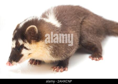 Le Javan ferret-blaireau (Melogale orientalis) est un mustélidé endémique à Java et Bali, Indonésie. isolé sur fond blanc Banque D'Images