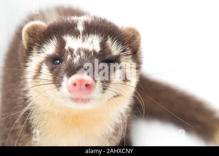 Le Javan ferret-blaireau (Melogale orientalis) est un mustélidé endémique à Java et Bali, Indonésie. isolé sur fond blanc Banque D'Images
