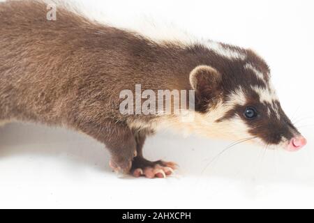 Le Javan ferret-blaireau (Melogale orientalis) est un mustélidé endémique à Java et Bali, Indonésie. isolé sur fond blanc Banque D'Images