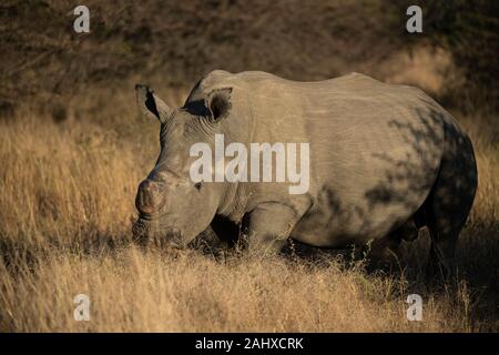 Rhinocéros blanc, Ceratotherium simum, Phinda Game Reserve Banque D'Images