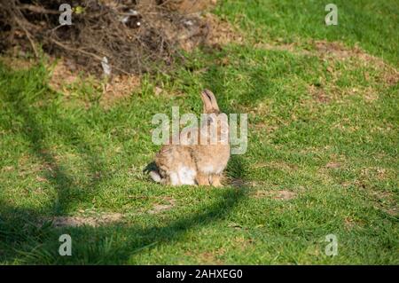Mignon lapin, lièvre assis sur l'herbe verte natural background Banque D'Images