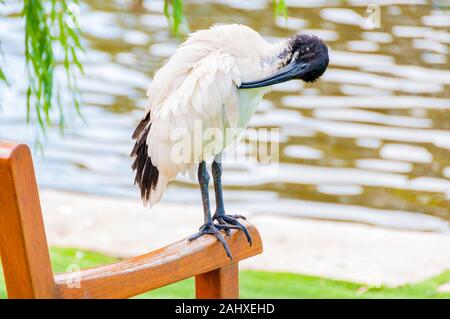 Ibis sacré toilettage oiseau lui-même assis sur le banc près de l'étang dans le parc urbain Banque D'Images