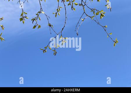 Les branches d'arbres de bouleau au début du printemps. Sur cette photo vous pouvez voir beaucoup de branches avec des bourgeons de nouvelles petites feuilles vertes. Photographié en Finlande. Banque D'Images