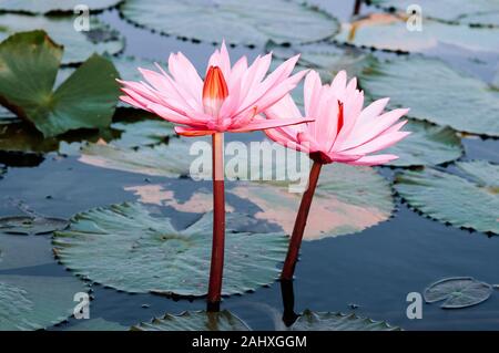 Sweet soft pink lotus nénuphars pleine floraison sous la lumière du matin - pure et belle plante eau tropicales en Thaïlande Banque D'Images