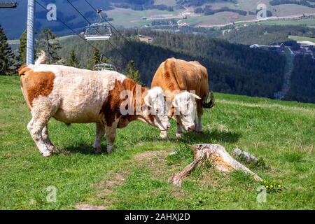 Deux bull le pâturage dans le pré sur le sommet de la montagne Tornik à Zlatibor, Serbie. Banque D'Images